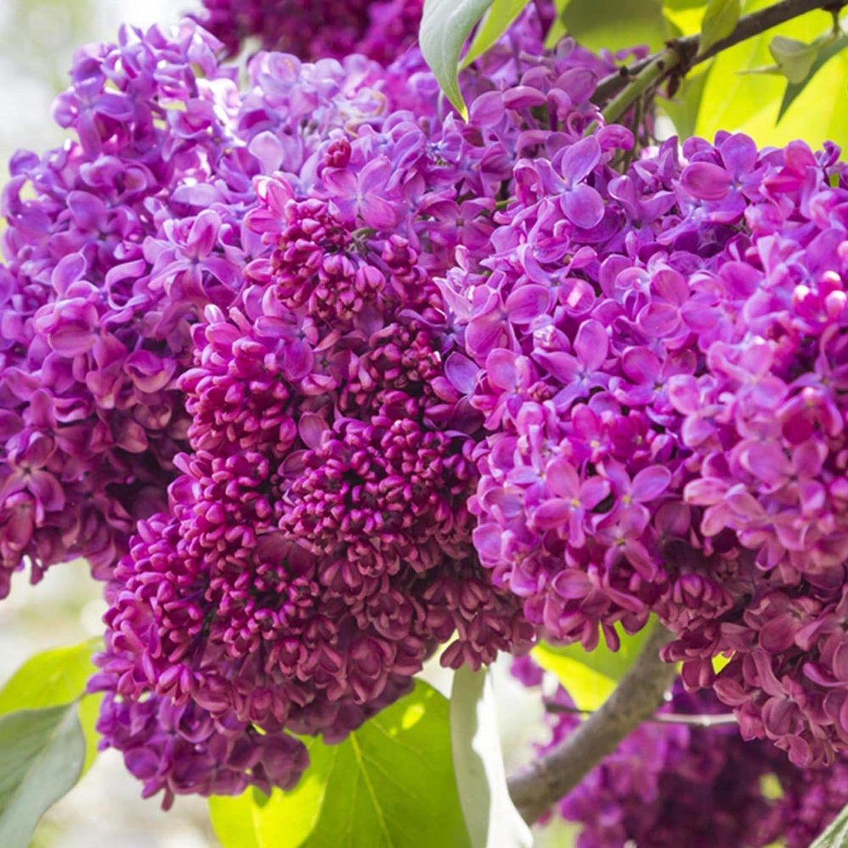 Liliac rosu-purpuriu Charles Joly (Syringa)