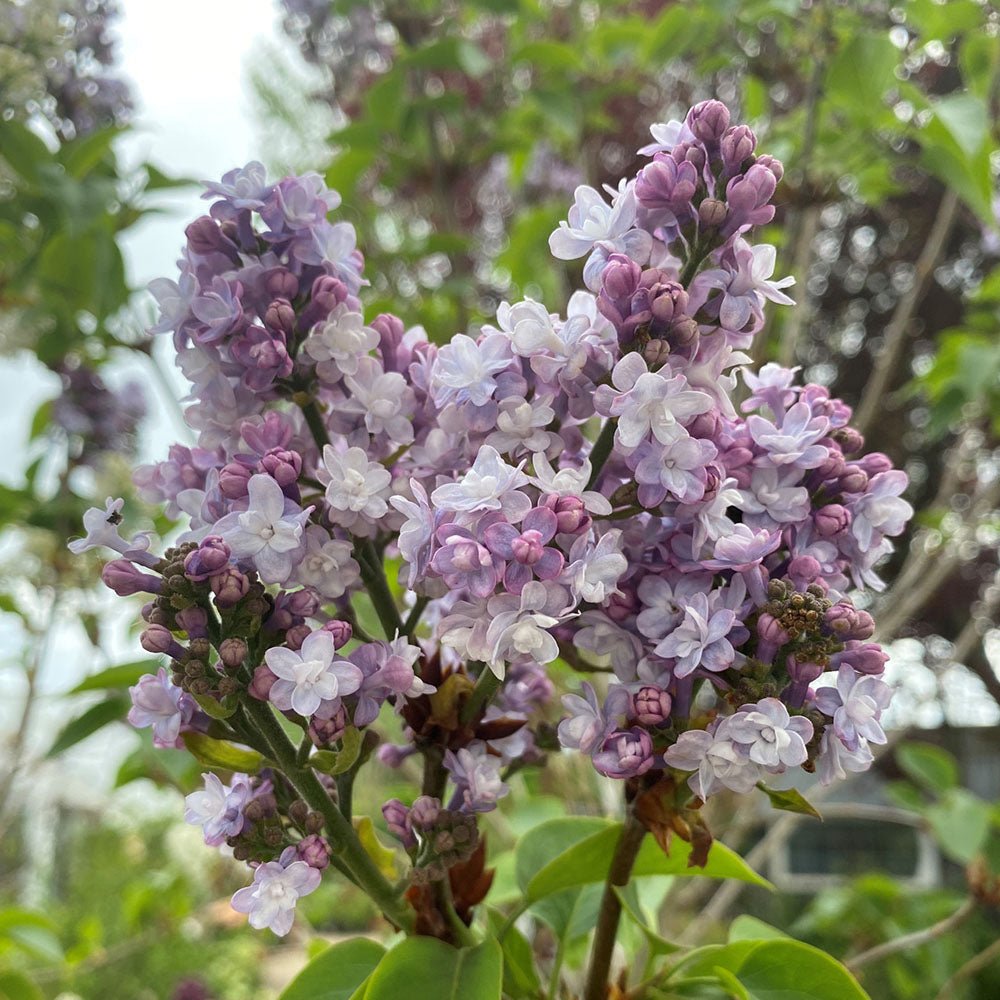Liliac (Syringa) Copac Belle de Nancy, cu flori roz-pal-violet foarte parfumate