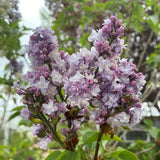 Liliac (Syringa) Copac Belle de Nancy, cu flori roz-pal-violet foarte parfumate