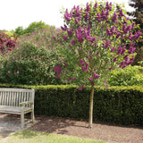 Liliac (Syringa) Copac Andenken An Ludwig Spaeth, cu Flori purpuriu-Inchis