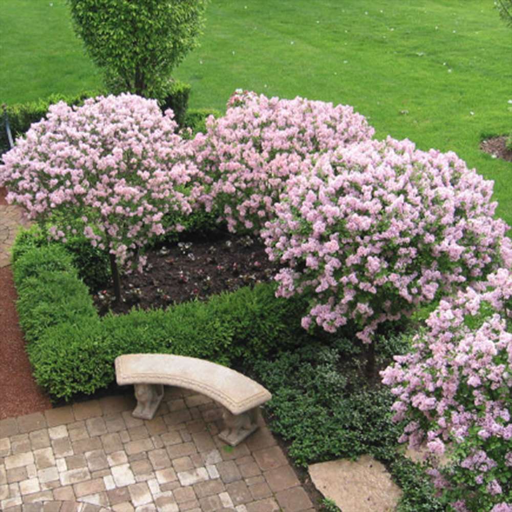 Liliac (Syringa) Copac Belle de Nancy, cu flori roz-pal-violet foarte parfumate