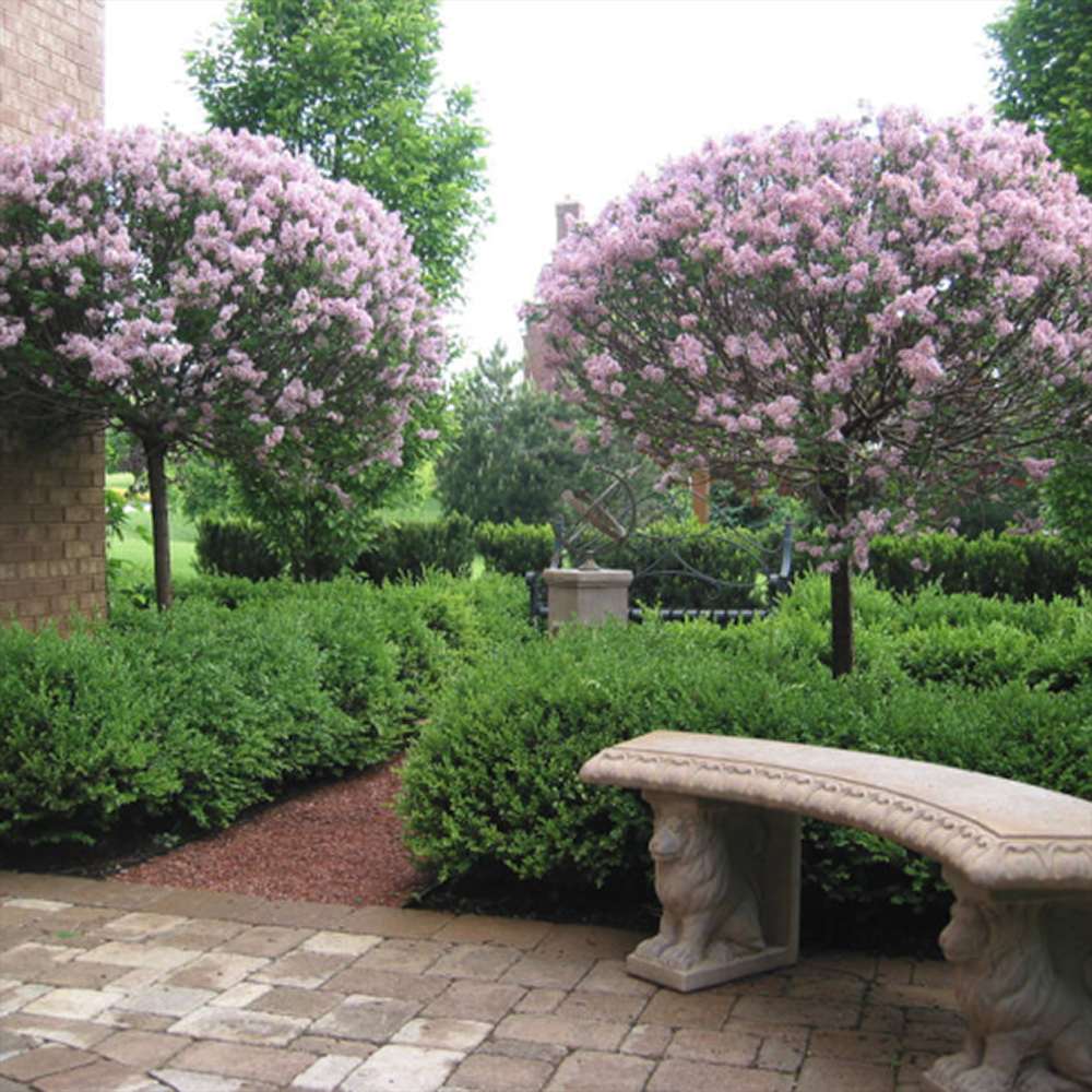 Liliac (Syringa) Copac Belle de Nancy, cu flori roz-pal-violet foarte parfumate