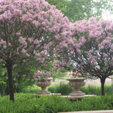 Liliac (Syringa) Copac Belle de Nancy, cu flori roz-pal-violet foarte parfumate