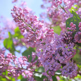 Liliac (Syringa) Copac Belle de Nancy, cu flori roz-pal-violet foarte parfumate