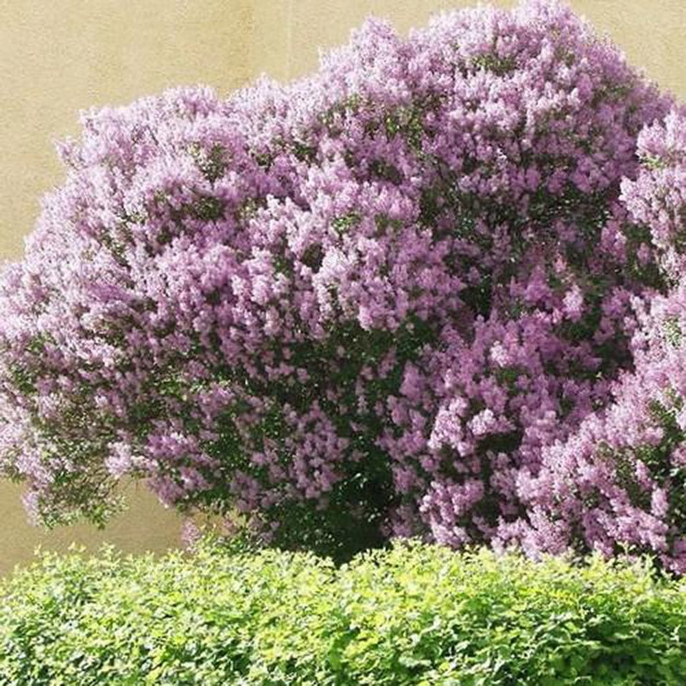 Liliac (Syringa) Copac Josikaea, cu Flori violet-inchis