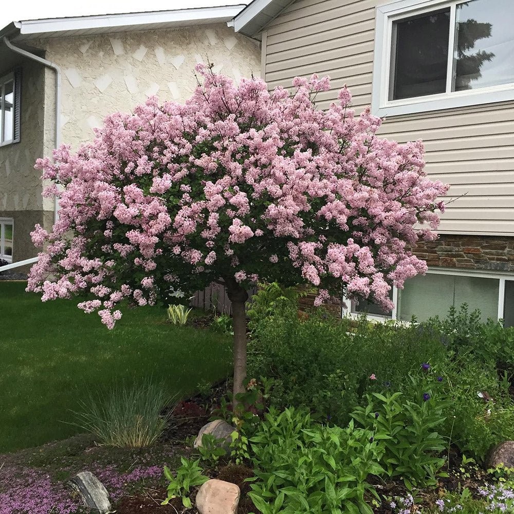 Liliac (Syringa) Copac Palibin, cu Flori mov-deschis