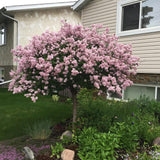 Liliac (Syringa) Copac Palibin, cu Flori mov-deschis