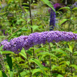 Liliac de vara Ile de France, cu flori mov si parfumate - VERDENA - ghiveci de 7.5 l