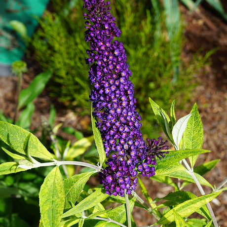 Liliac de Vara albastru-violet Magda'S Gold Knight (Buddleja)