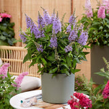 Liliac de vara pitic mov-deschis Butterfly Candy Little Lila
