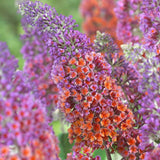Оранжево-розов летен люляк и сини пъпки Flower Power (Buddleja)