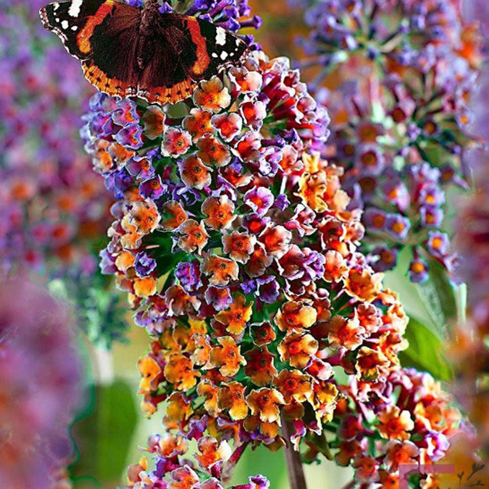 Оранжево-розов летен люляк и сини пъпки Flower Power (Buddleja)