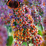 Оранжево-розов летен люляк и сини пъпки Flower Power (Buddleja)