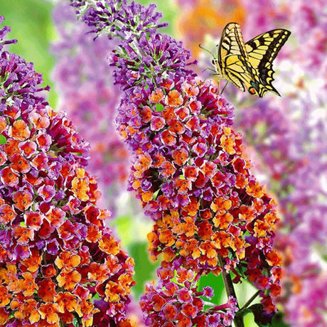 Оранжево-розов летен люляк и сини пъпки Flower Power (Buddleja)