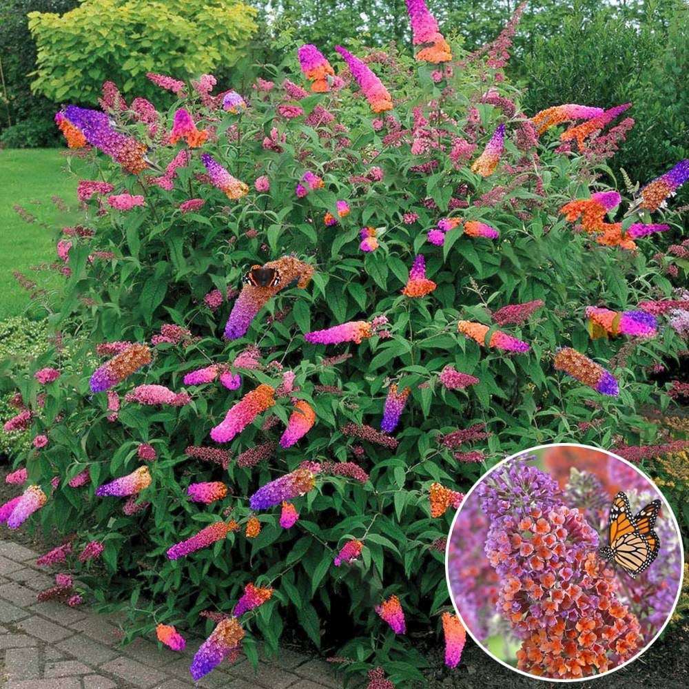 Оранжево-розов летен люляк и сини пъпки Flower Power (Buddleja)