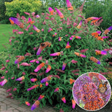 Оранжево-розов летен люляк и сини пъпки Flower Power (Buddleja)