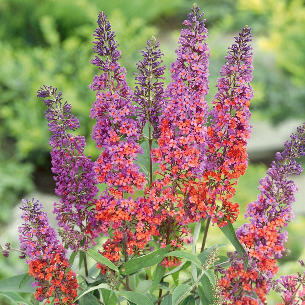 Оранжево-розов летен люляк и сини пъпки Flower Power (Buddleja)