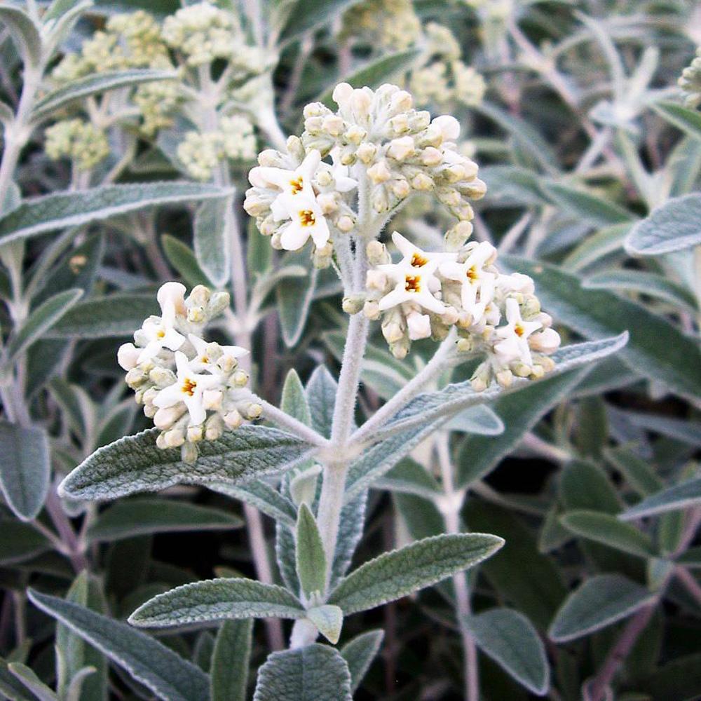 Liliac de Vara argintiu Silver Anniversary (Buddleja)