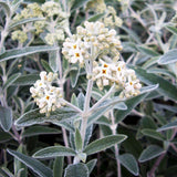 Liliac de Vara argintiu Silver Anniversary (Buddleja)