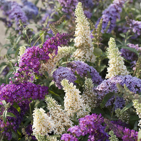 Summer Lilac Tricolor - Сладък аромат (Buddleja)