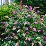 Summer Lilac Tricolor - Сладък аромат (Buddleja)