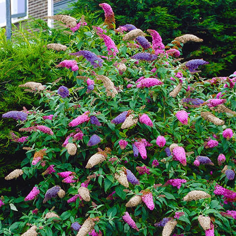Summer Lilac Tricolor - Сладък аромат (Buddleja)