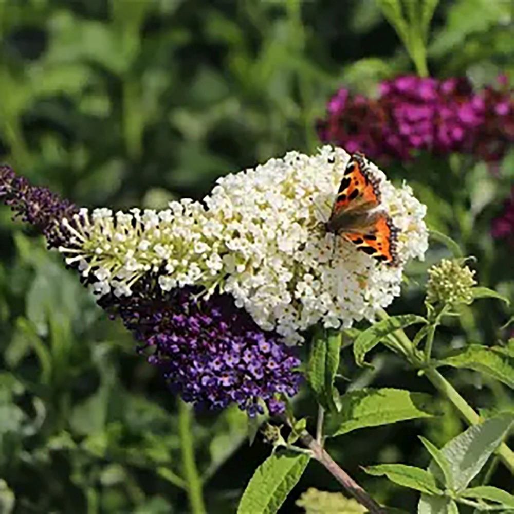Liliac de Vara Tricolor- Parfum dulce (Buddleja)