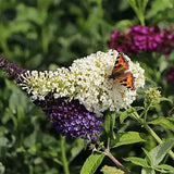 Liliac de Vara Tricolor- Parfum dulce (Buddleja)