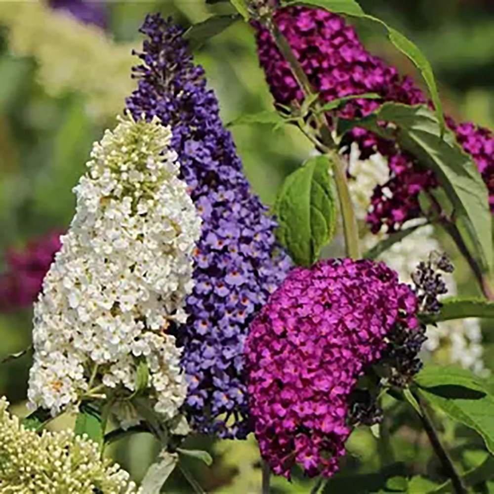Liliac de Vara Tricolor- Parfum dulce (Buddleja)