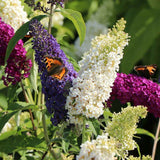 Liliac de Vara Tricolor- Parfum dulce (Buddleja)