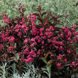 Liliac Indian Berry Dazzle, cu flori roz-inchis