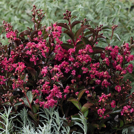 Liliac Indian Berry Dazzle, cu flori roz-inchis