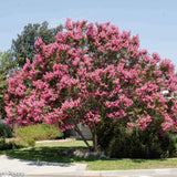 Liliac Indian Copac Lavender Lace, cu Flori Liliachii