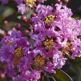 Индийски люляк дърво (Lagerstroemia) Lavender Lace, декоративно с лавандулови цветове, дълъг цъфтеж