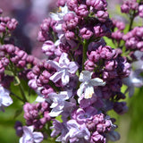 Liliac (Syringa) Copac Katherine Havemeyer, cu Flori roz-violet