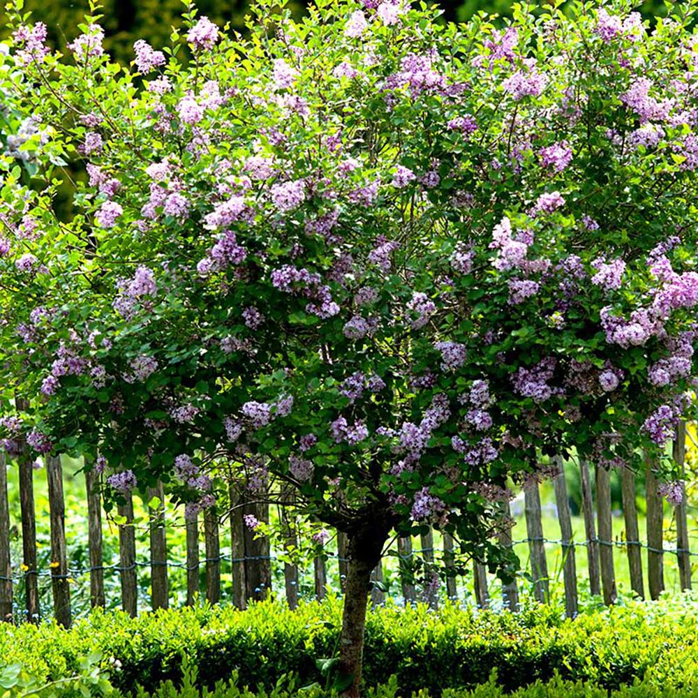Liliac (Syringa) Copac Michel Buchner, cu flori lila-deschis si parfum seducator