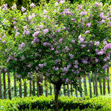 Liliac (Syringa) Copac Michel Buchner, cu flori lila-deschis si parfum seducator