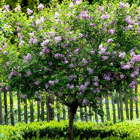 Liliac (Syringa) Copac Michel Buchner, cu flori lila-deschis si parfum seducator