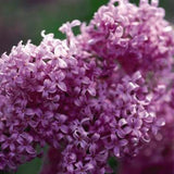 Liliac mov (Syringa) Saugeana