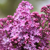 Liliac mov-violet Ruhm Von Horstenstein (Syringa)