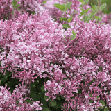 Liliac roz Pink Perfume