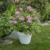 Liliac Pitic roz Flowerfesta Pink (Syringa)