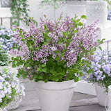 Liliac Pitic roz Flowerfesta Pink (Syringa)