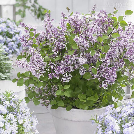 Liliac Pitic roz Flowerfesta (Syringa), cu flori roz-mov
