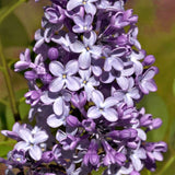 Liliac Michel Buchner (Syringa), cu flori lila-deschis si parfum seducator
