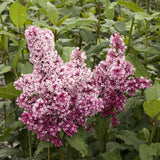 Liliac Redwine (Syringa), cu flori burgundiu-rosii si parfum intens