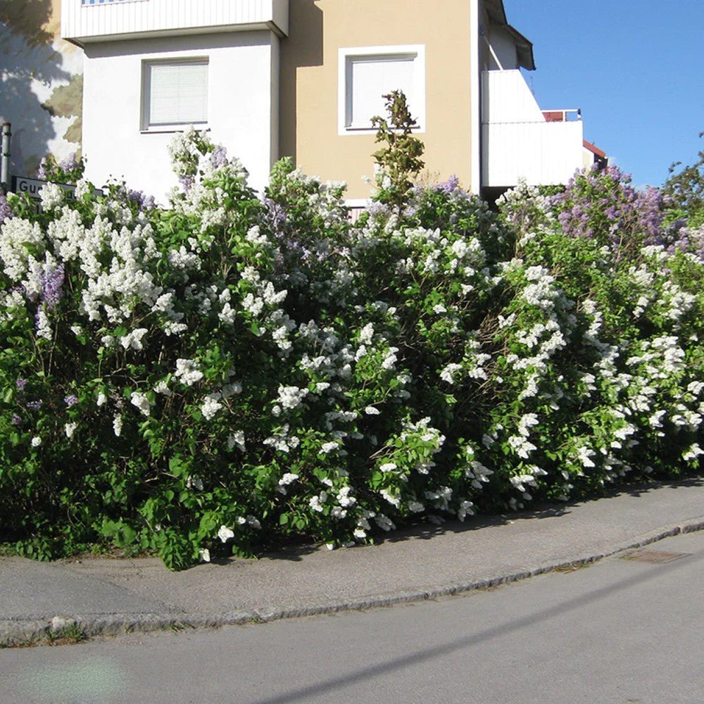 Liliac (Syringa) Agnes Smith, cu Flori Albe