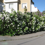 Liliac (Syringa) Agnes Smith, cu Flori Albe