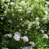 Liliac (Syringa) Agnes Smith, cu Flori Albe