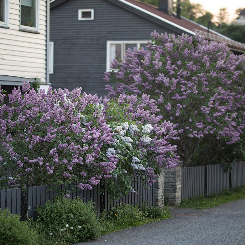 Liliac (Syringa) Belle de Nancy, cu Flori roz-pal-violet